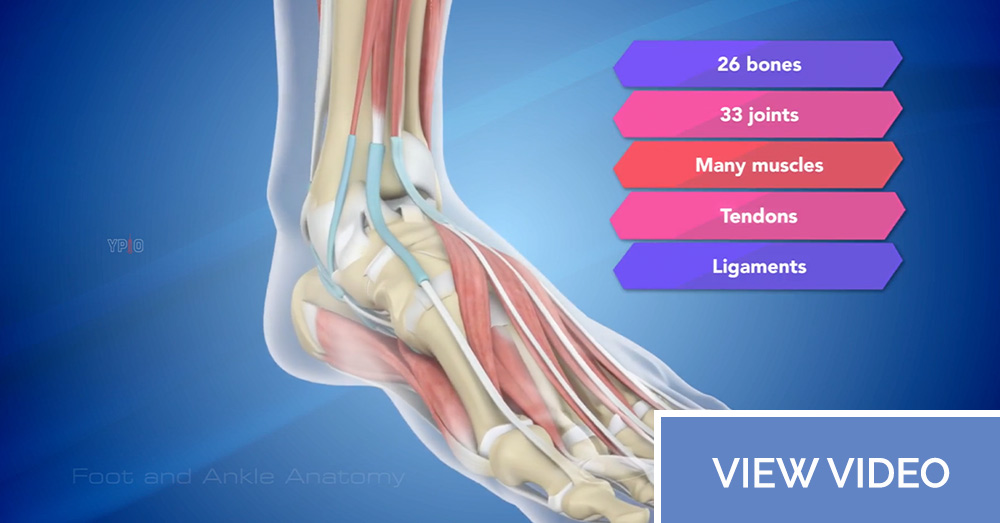 Foot and ankle anatomy
